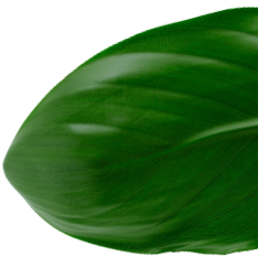 background-leaf